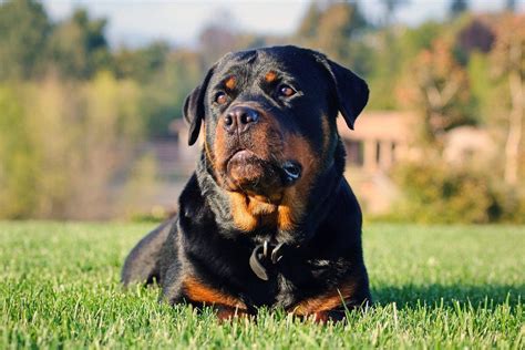 rottweiler price|rottweiler price range.